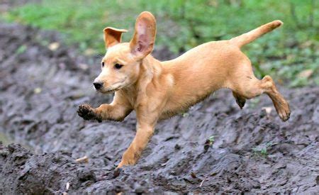 dtyhlp|DHPP, DHLPP, Da2PP: An Expert Guide to Your Dog’s Core .